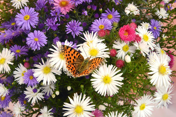 Blumen 1168 © K.-U. Häßler