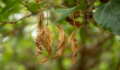 A dried autumn leaf is hanging on a branch. Close up of dried leaves hanging on the branches of trees.