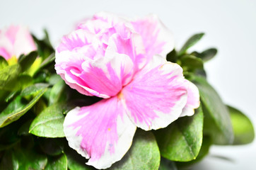 Obraz na płótnie Canvas pink flower on a green background