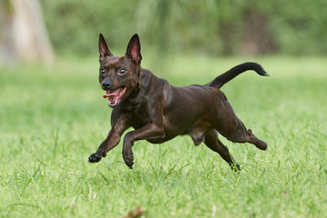 Toby juando a la pelota