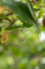 Close up of dried leaves hanging on the branches of trees.