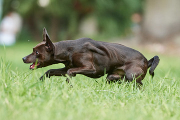 Toby juando a la pelota