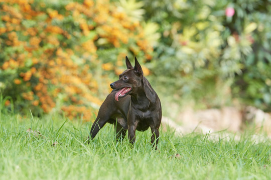Toby juando a la pelota