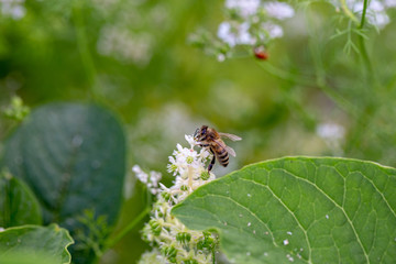 Biene beim honig oder pollen sammeln auf einer weißen kermesbeere vor grünem hintergrund