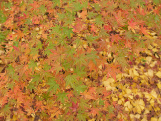 京都_蓮華寺_紅葉
