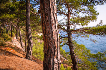 Tree trunk on a background of the sea. Pine forest.
