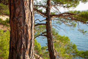 Tree trunk on a background of the sea. Pine forest.