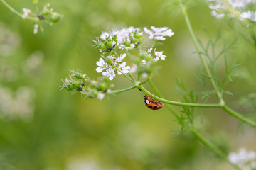 roter marienkäfer auf grünem stängel mit weißen blüten krabbelnd