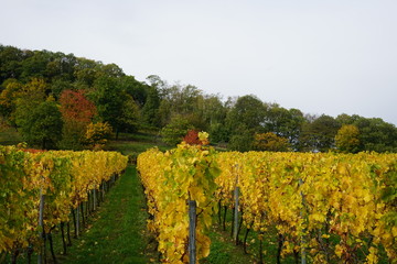 Herbstliche Landschaft der Südlichen Weinstrasse