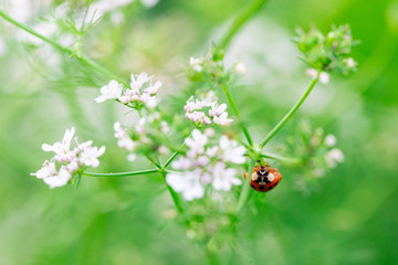 roter marienk&auml;fer auf gr&uuml;nem st&auml;ngel mit wei&szlig;en bl&uuml;ten krabbelnd