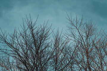 Dry branches of trees in a dramatic stormy sky. Storm concept.