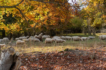 Neunhundert nach Christus Mittelalter Deutschland