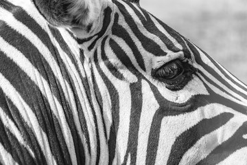 Fototapeta na wymiar Zebra close up, striped zebra skin