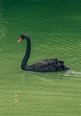 Portrait of a black swan