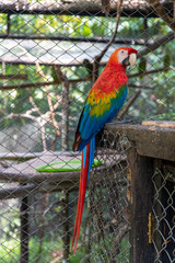 Red Macaw perched on a shed in a with bars