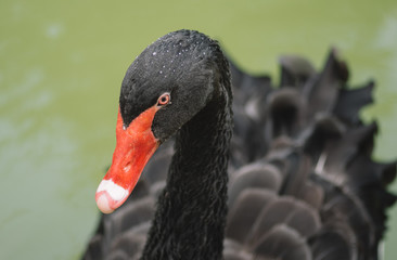 Fototapeta premium Portrait of a black swan