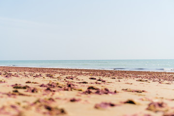Fototapeta na wymiar sea, beach, sand and red-brown algae. Landscape with the ocean