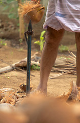 Removing of the Coconut Husk