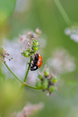 roter marienkäfer auf grünem stängel mit weißen blüten krabbelnd