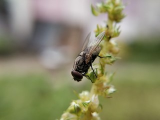 fly on flower