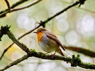 Perched Robin 