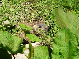 marmot looking out of his hole