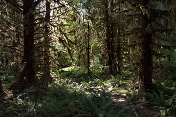 Hoh Rain Forest, located near the Olympic Peninsula in western Washington State, North America. Hall of Mosses trail, American National Park. Protected Rain Forest with Giant Trees