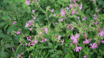 pink flowers