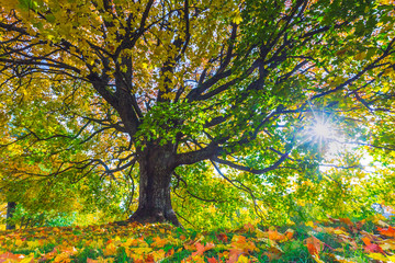 Autumn landscape under mapple tree. Colorful foliage in the fall park.