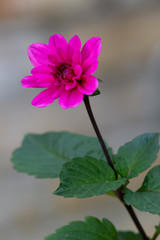 A blossoming pink flower with a long stem and green leaves.