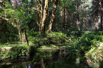 Hoh Rain Forest, located near the Olympic Peninsula in western Washington State, North America. Hall of Mosses trail, American National Park. Protected Rain Forest with Giant Trees