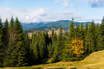The beginning of autumn in the mountains. Climate change. Yellow tree.