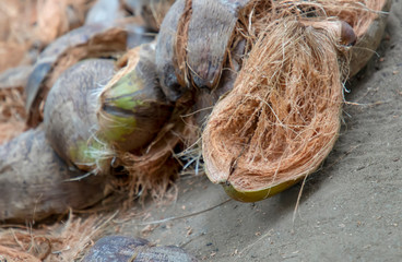 a pile of coconut coir or coconut shell on grass, close up