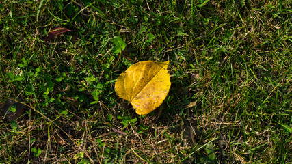 fallen lonely autumn leaf lies on green grass