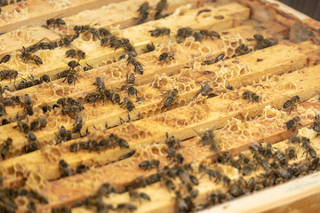 westliche honigbienen eines imkers in ihrer beute mit rähmchen 