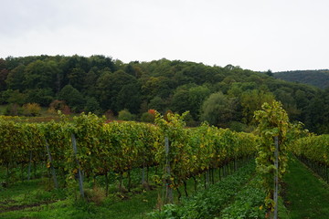 Fototapeta na wymiar Weinberg des Südlichen Weinstrasse