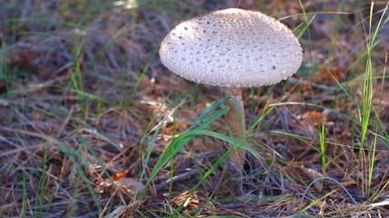 mushroom in the forest