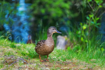 Duck in a natural habitat on the lake among bright green grass