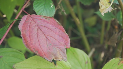 Red leaf