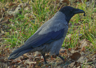 Eating raven