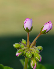 Pink flower buds about to blossom on a long stem with leaves.