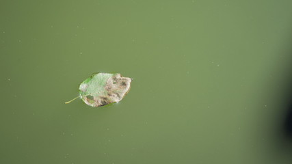 leaves on water