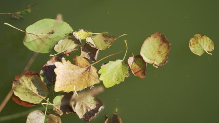 leaves on water