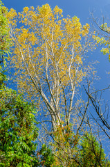 Fall orange towering tree