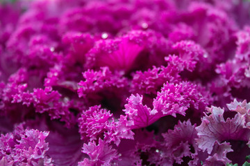 Pink decorative cabbage with dew drops on a flower bed close up