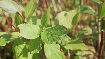 leaves