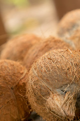 Piles of peeled coconuts Cocos nucifera