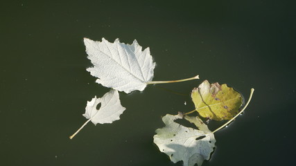 leaves on water