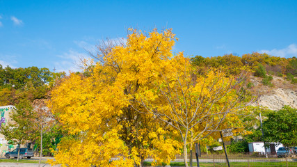 Naklejka premium yellow autumn tree against the sky on a warm day