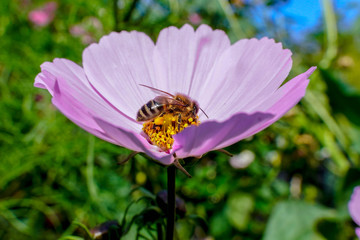 fleur rose et abeille